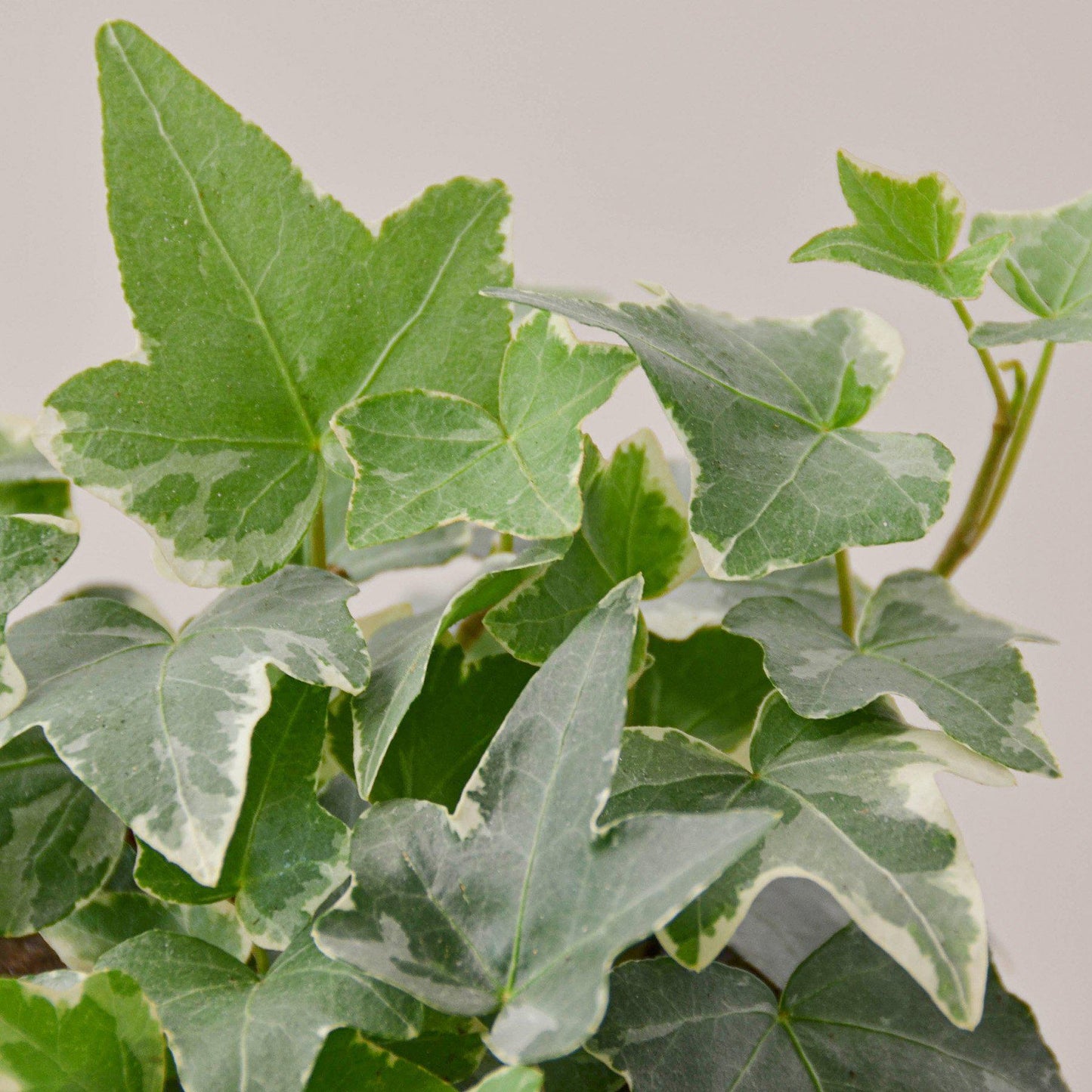 English Ivy 'Glacier'