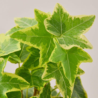 English Ivy 'Gold Child'