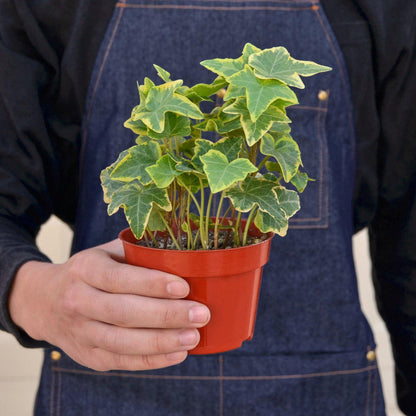 English Ivy 'Gold Child'