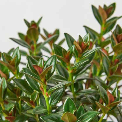 Nematanthus Black Goldfish Plant