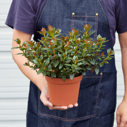 Nematanthus Black Goldfish Plant