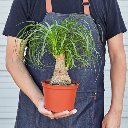 Palm Ponytail