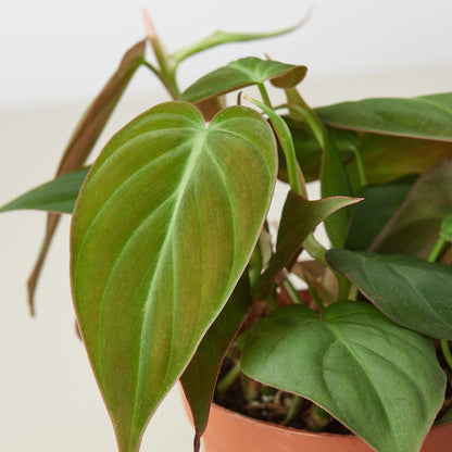 Philodendron 'Velvet'