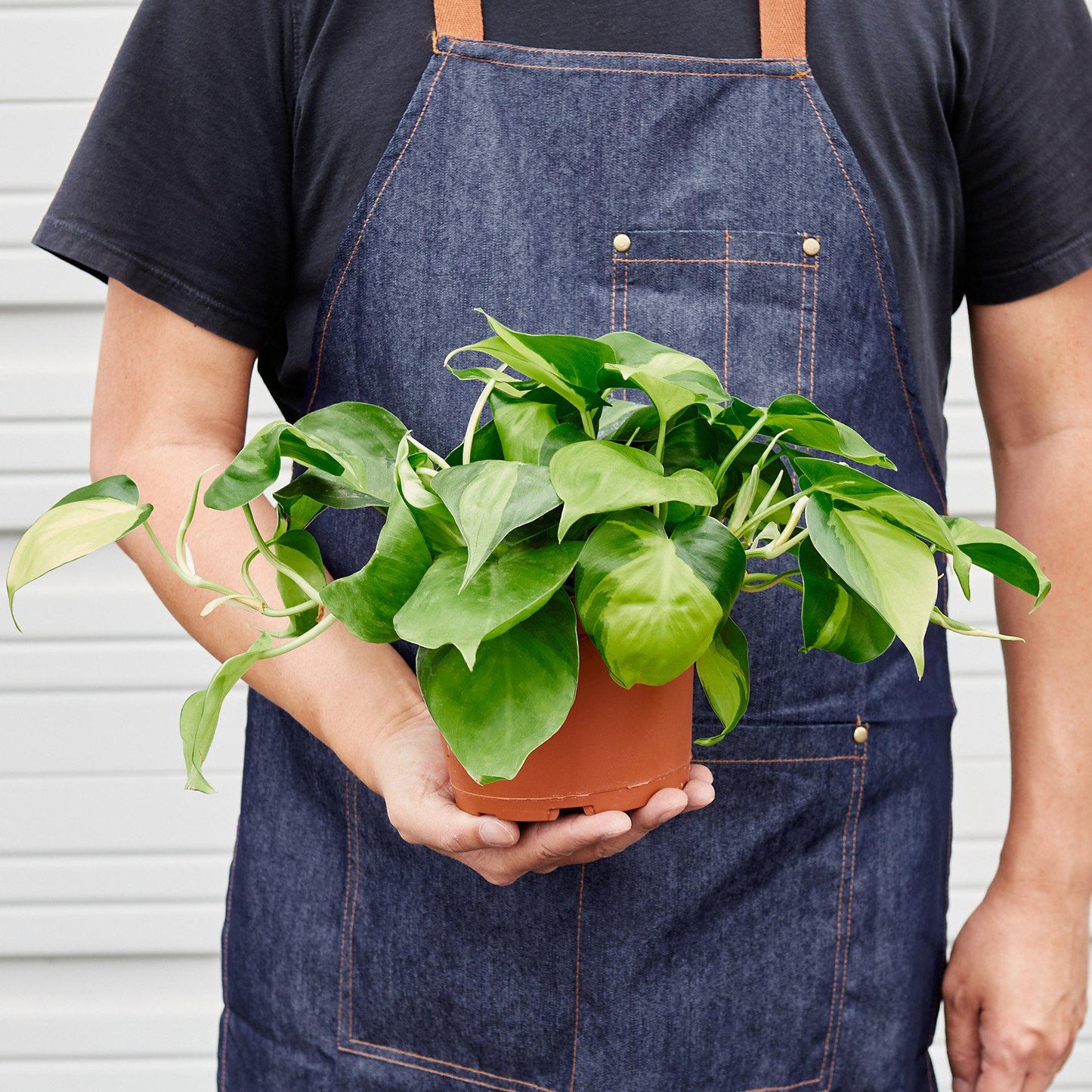 Philodendron 'Brasil'