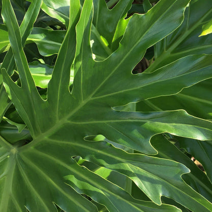 Philodendron ‘Lickety Split' - 8" Pot