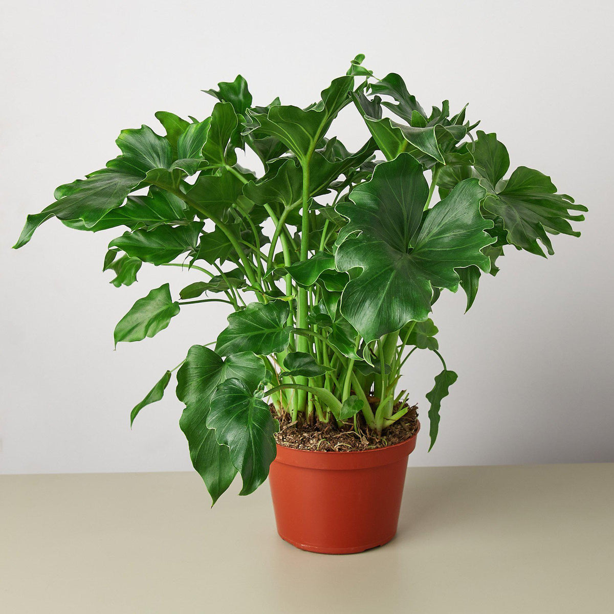 Philodendron ‘Little Hope'