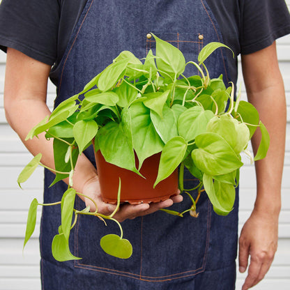 Philodendron Cordatum 'Neon'