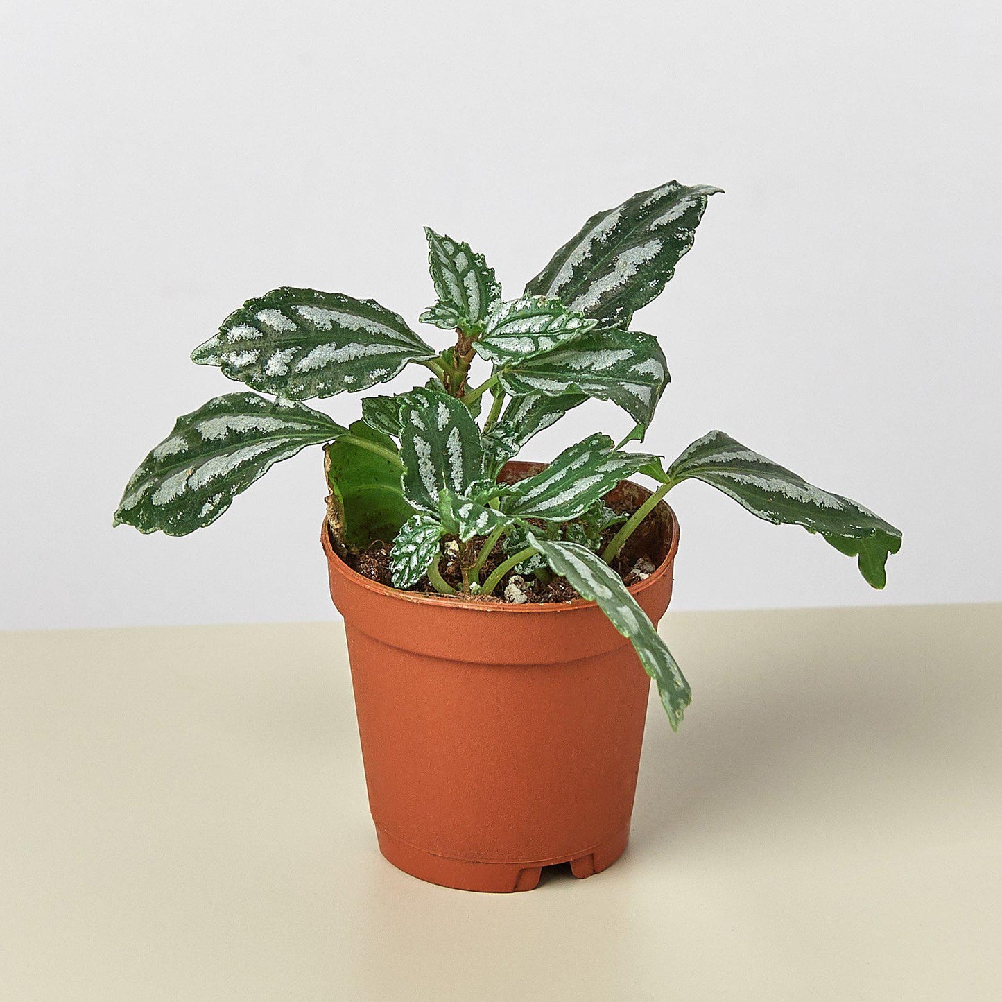 Pilea 'Aluminum'