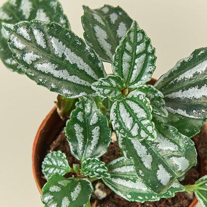 Pilea 'Aluminum'