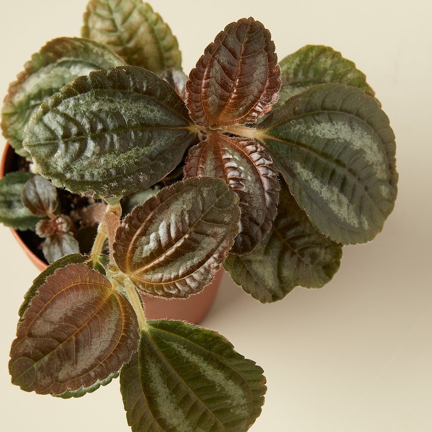 Pilea 'Bronze'