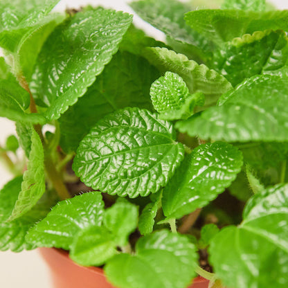 Pilea 'Crinkle'