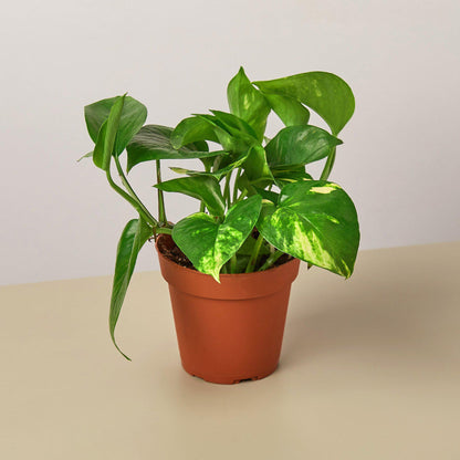 Pothos 'Golden'