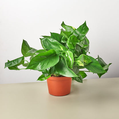 Pothos 'Golden'