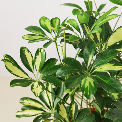 Schefflera 'Variegated'