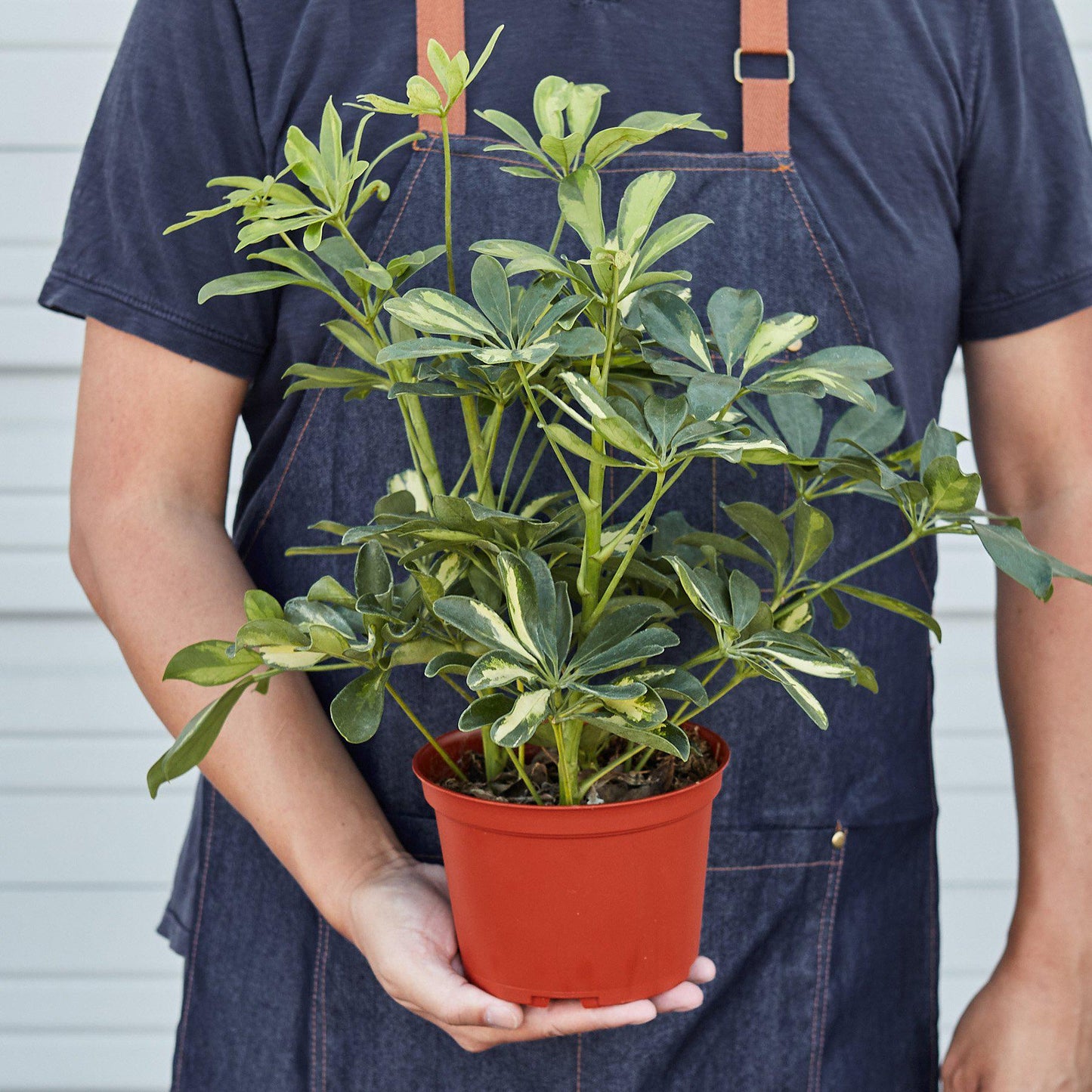 Schefflera 'Variegated'