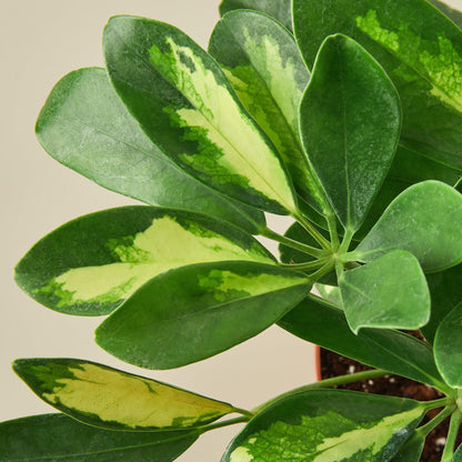 Schefflera 'Variegated'