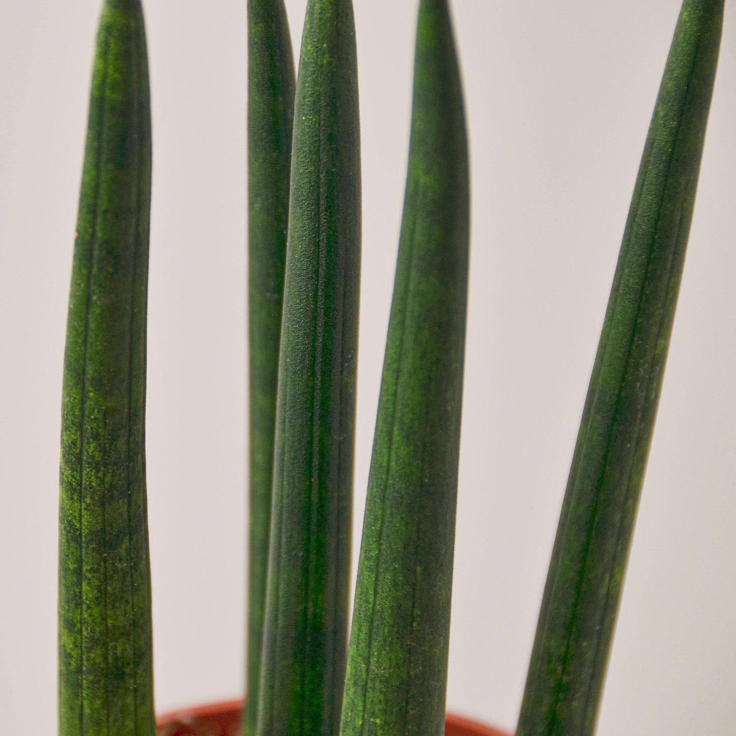 Snake Plant 'Cylindrica'