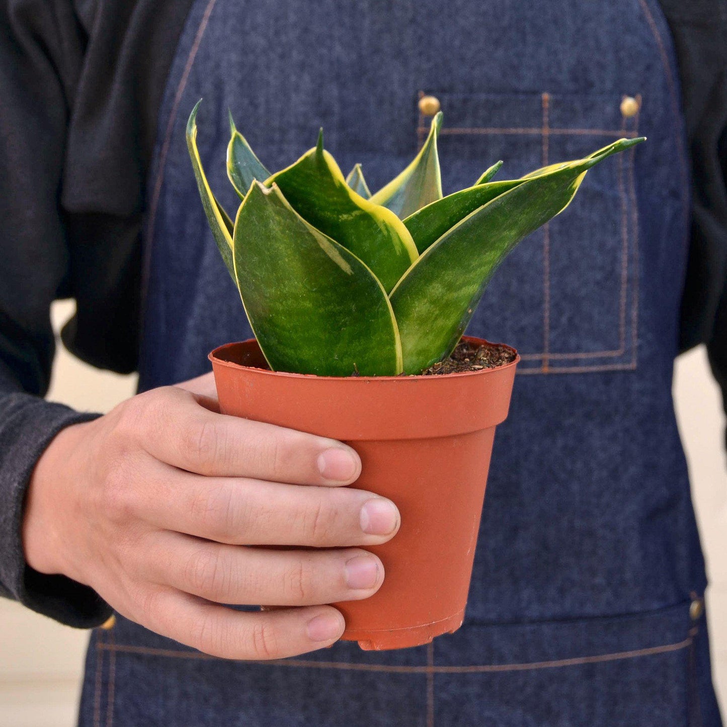 Snake Plant 'Emerald Star'