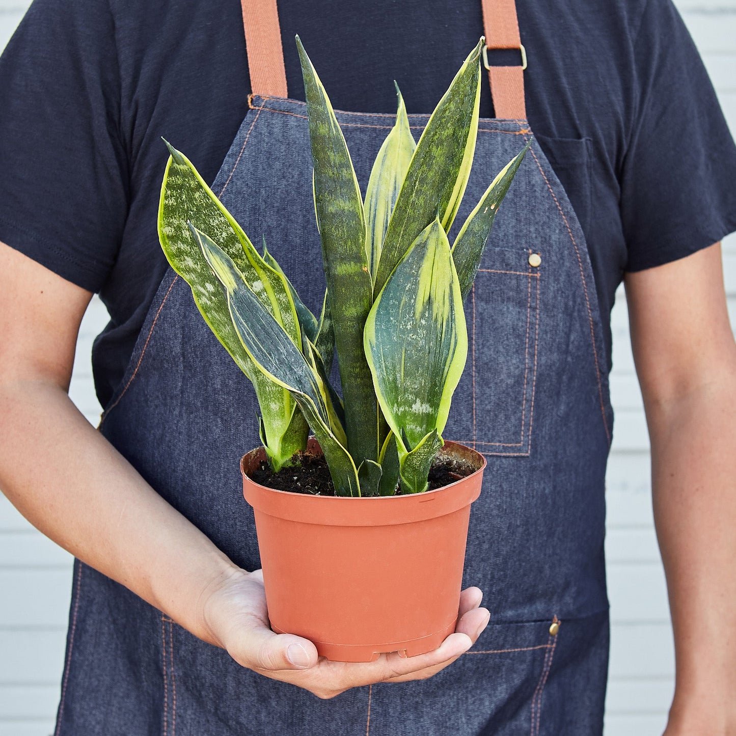 Snake Plant 'Gold Flame'