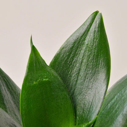 Snake Plant 'Jade'