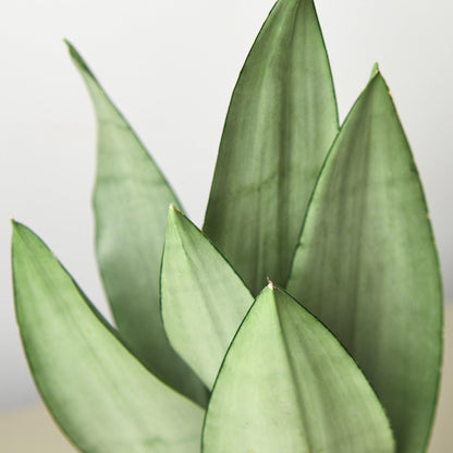 Snake Plant 'Moonshine'