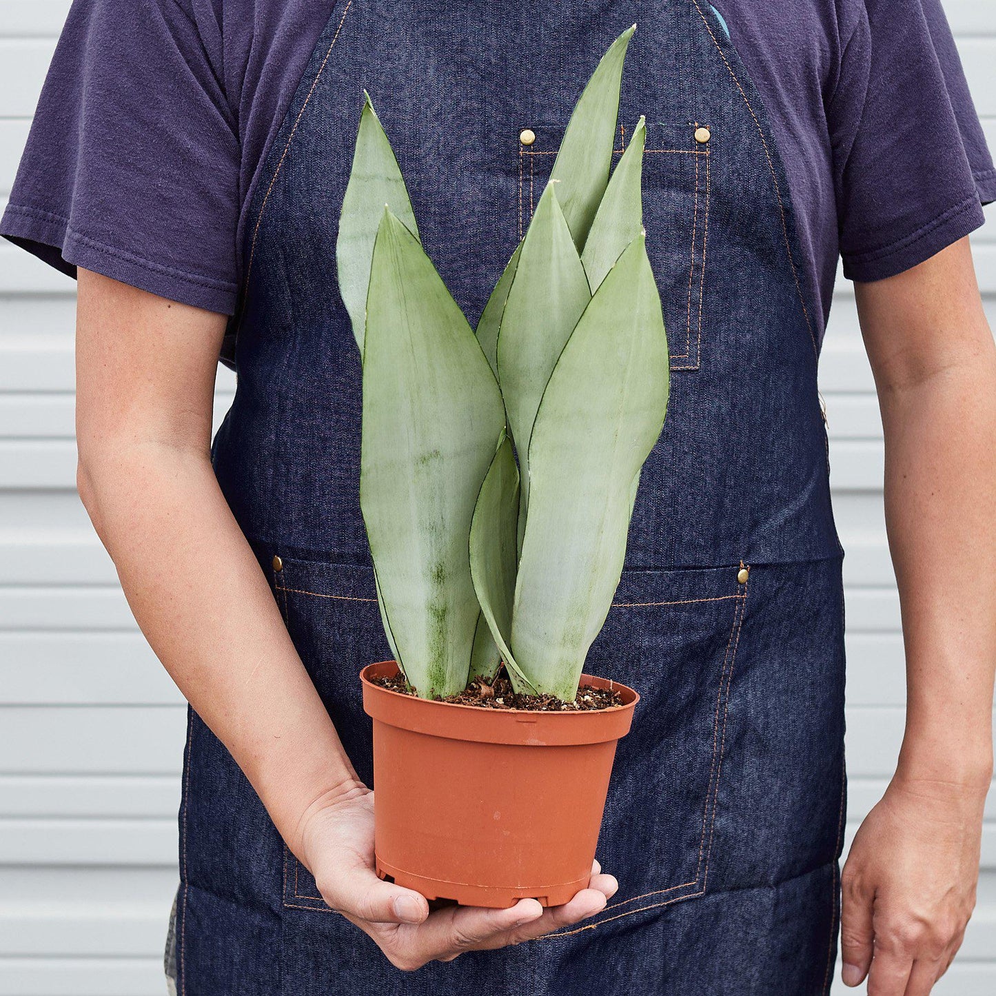 Snake Plant 'Moonshine'