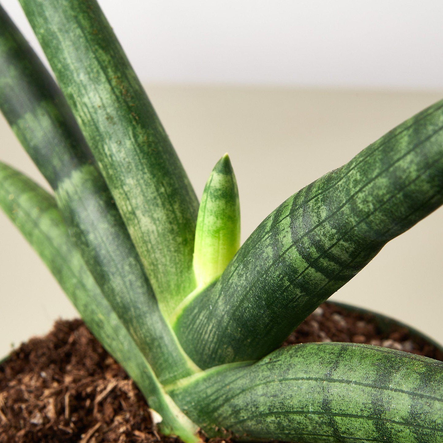 Snake Plant 'Starfish'