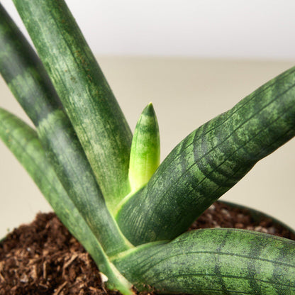 Snake Plant 'Starfish'