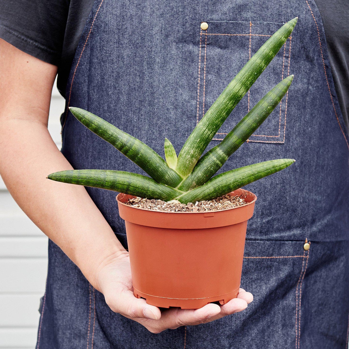 Snake Plant 'Starfish'