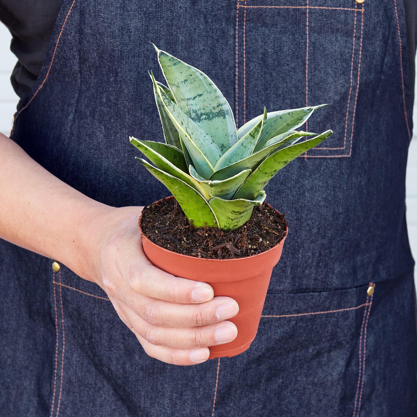 Snake Plant 'Starlight'