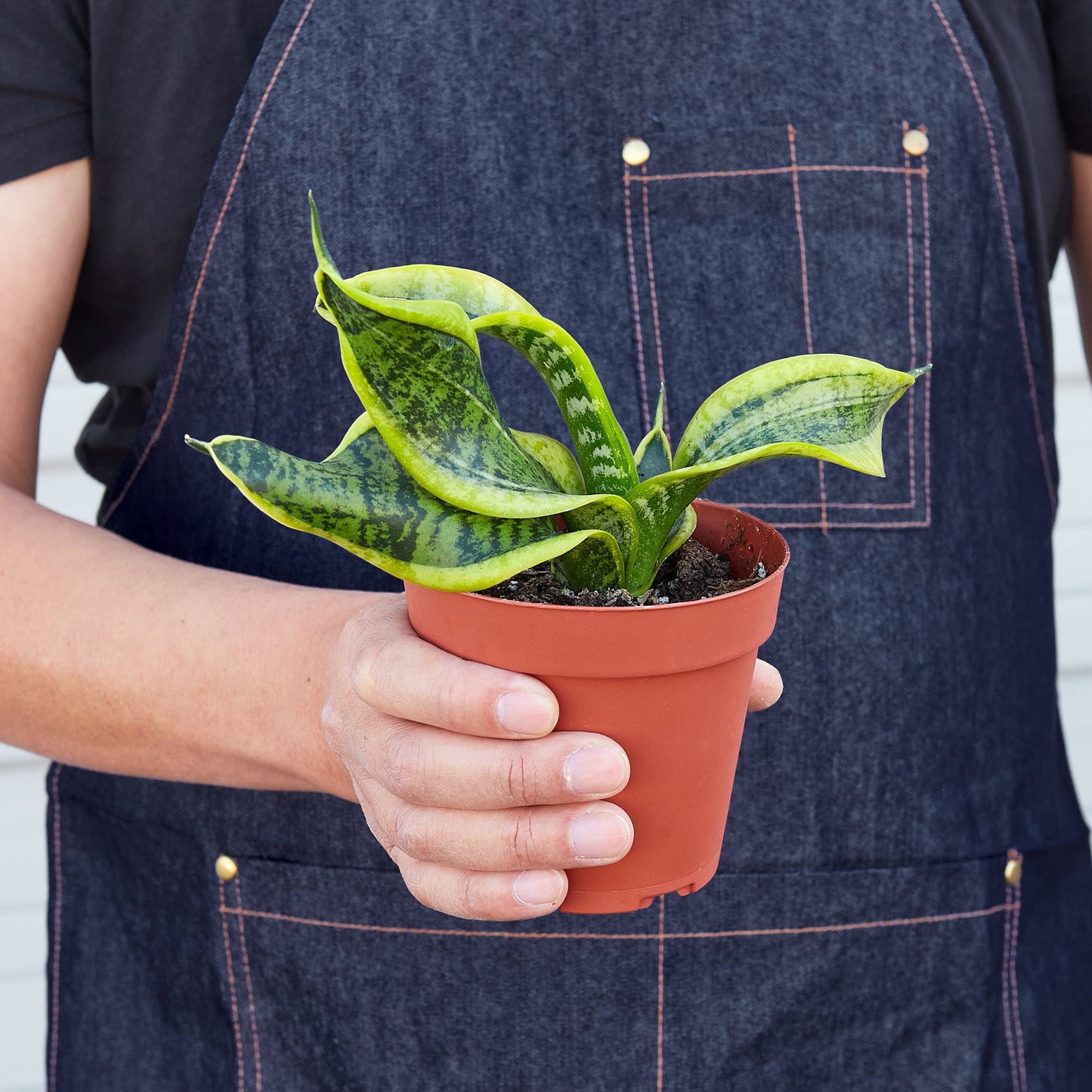 Snake Plant 'Twist'