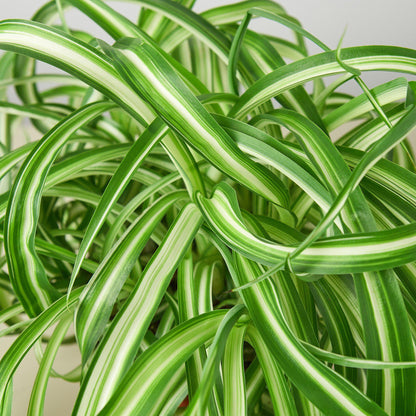 Spider Plant 'Bonnie'