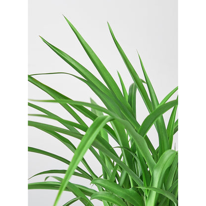 Spider Plant 'Green'