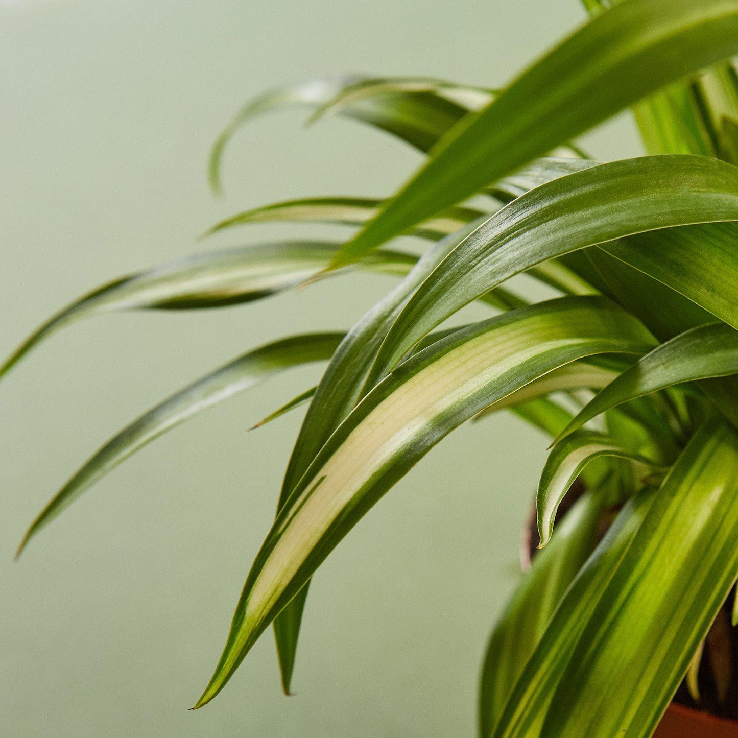 Spider Plant 'Hawaiian'