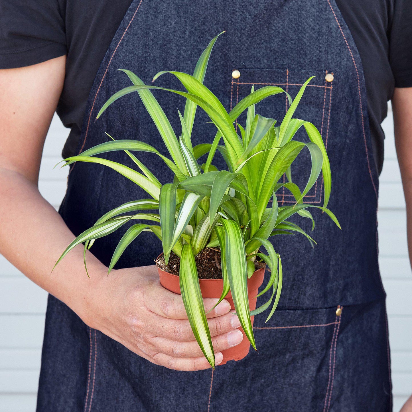 Spider Plant 'Hawaiian'