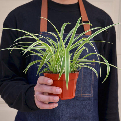 Spider Plant 'Reverse'