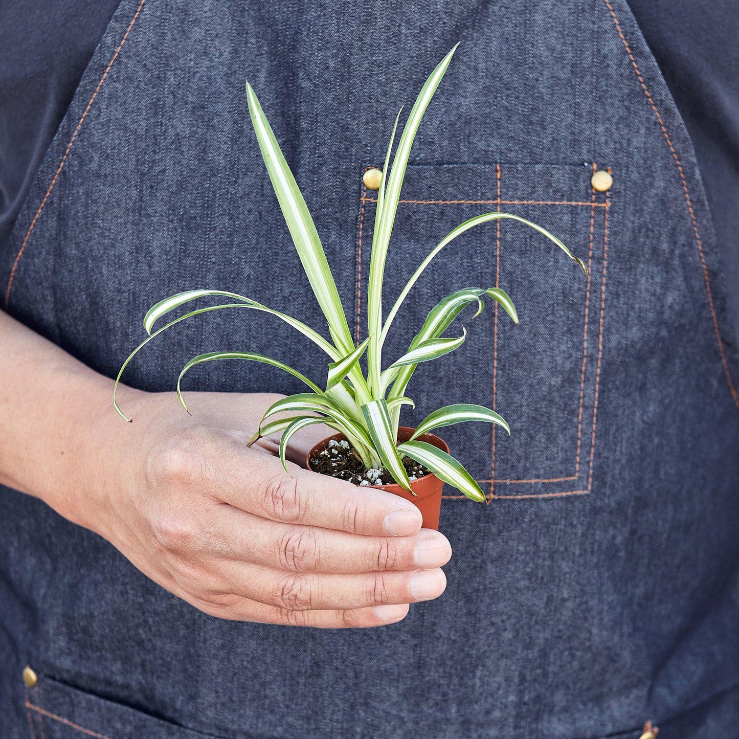 Spider Plant 'Reverse'