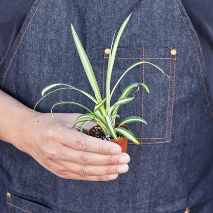 Spider Plant 'Reverse'