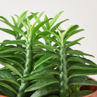 Devil's Backbone Euphorbia