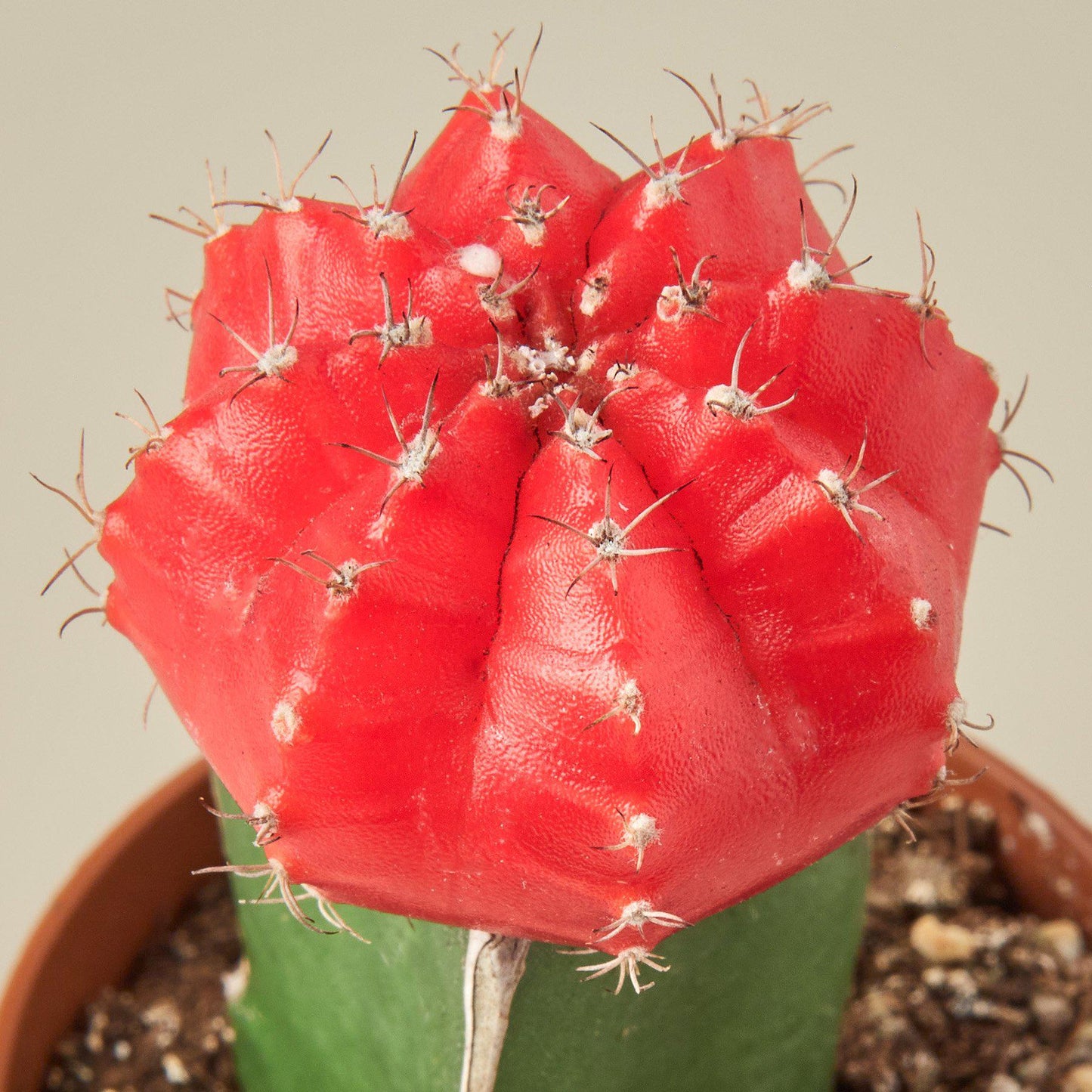 Graft Cactus 'Red'