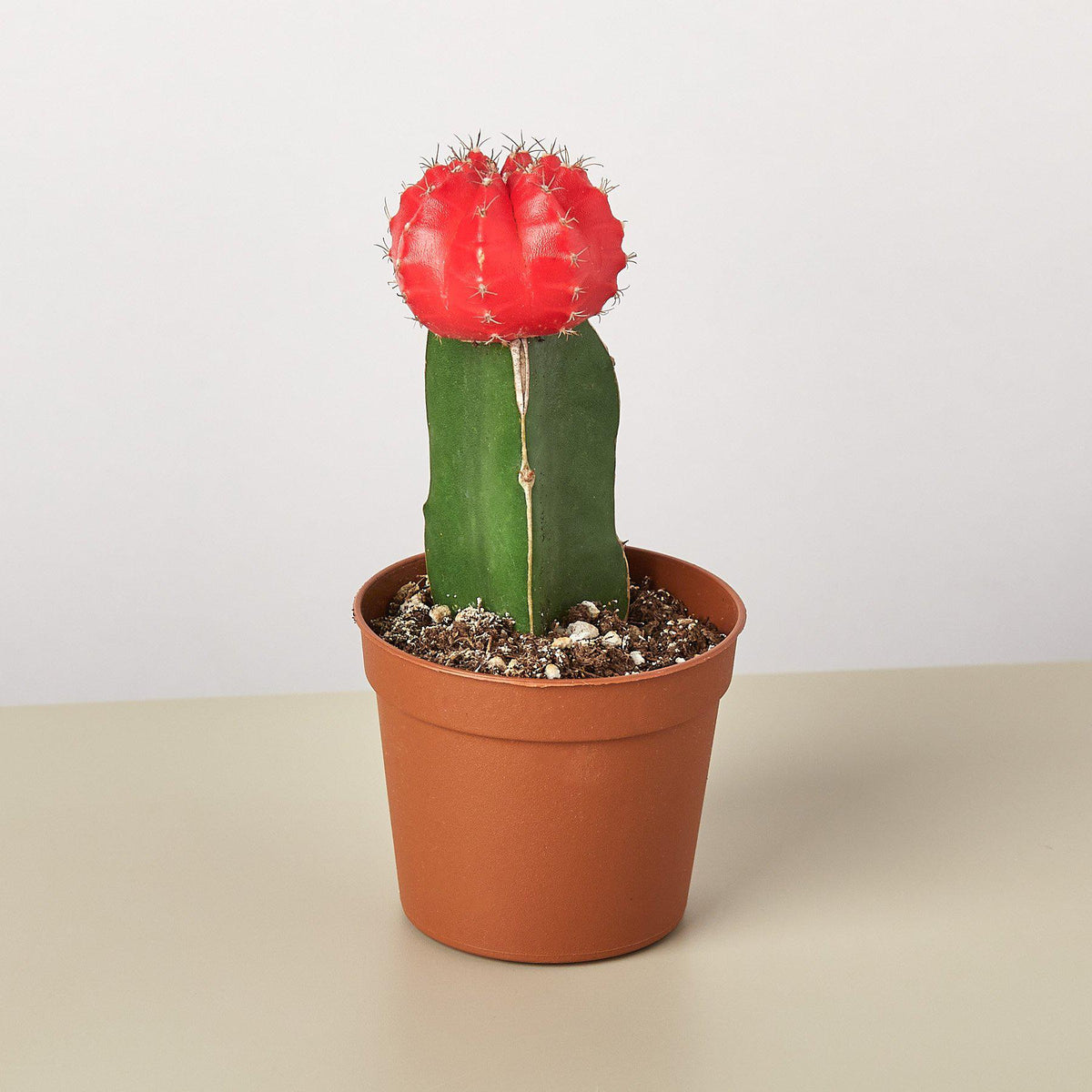 Graft Cactus 'Red'