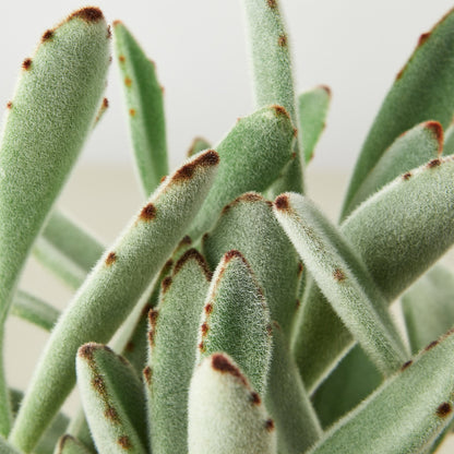 Succulent Kalanchoe 'Panda Plant'