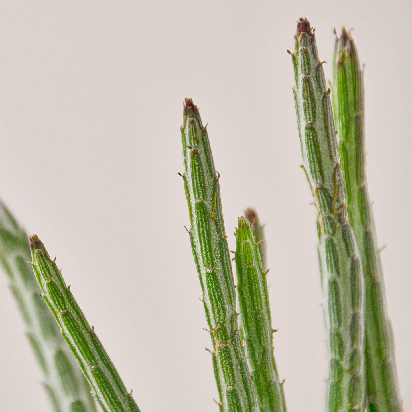 Succulent Senecio Stapeliiformis 'Pickle Plant'