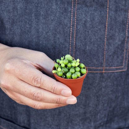 Succulent 'String of Pearls'