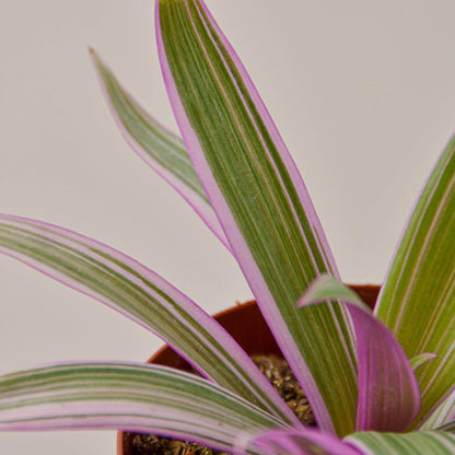 Tradescantia 'Oyster Plant'