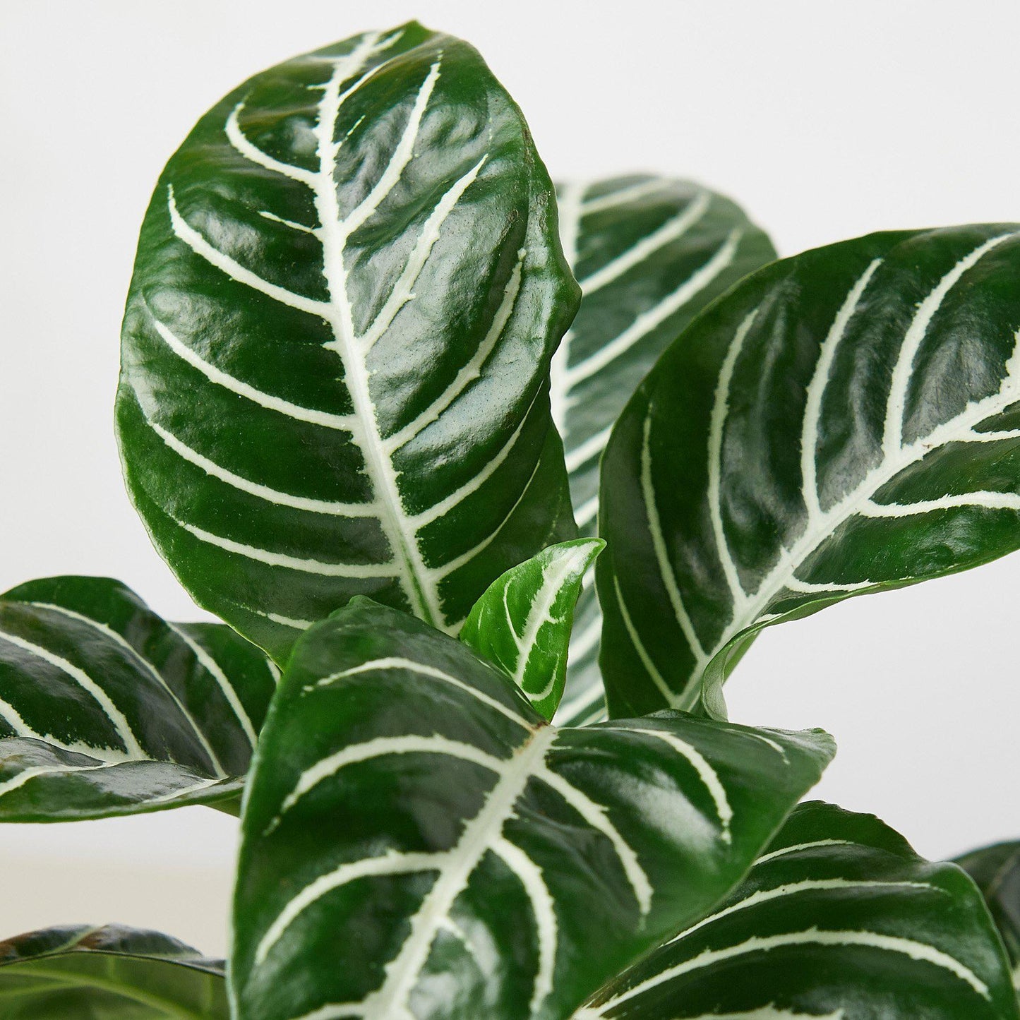 Zebra 'Aphelandra'