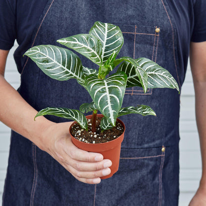 Zebra 'Aphelandra'