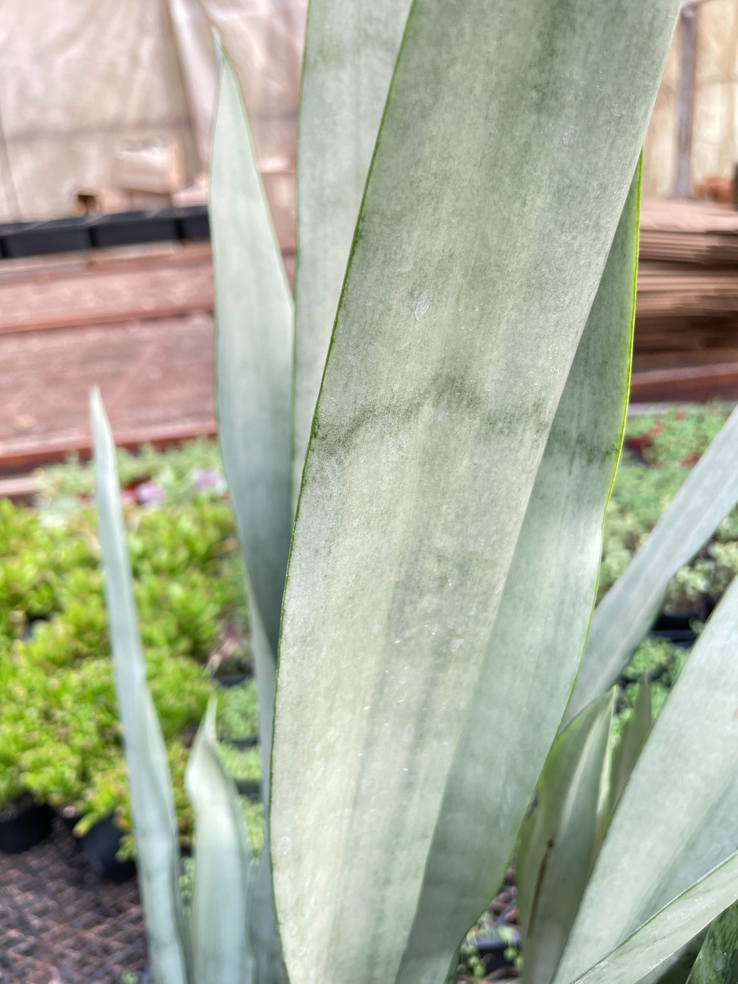 Snake Plant 'Metallica' - 10" Pot