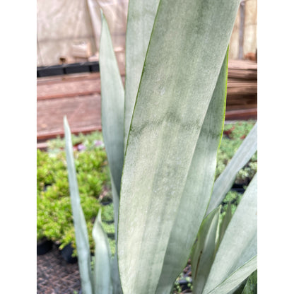 Snake Plant 'Metallica' - 10" Pot