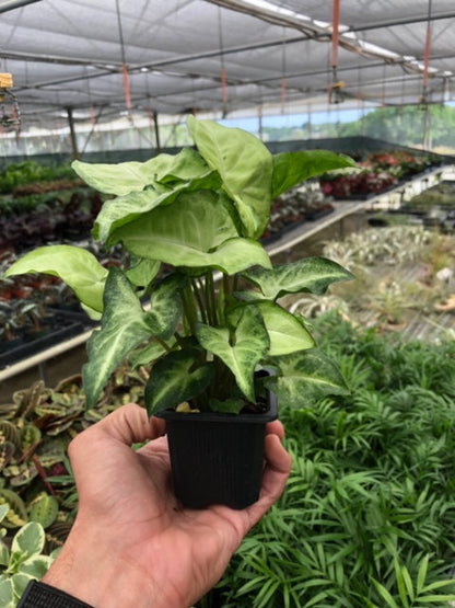 Syngonium 'White Butterfly'